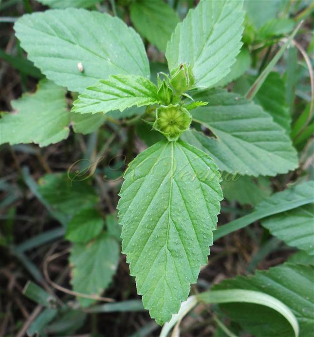  Leaves and Fruit